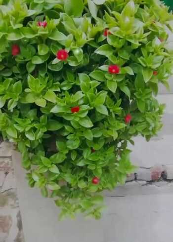 牡丹吊兰和田七的区别