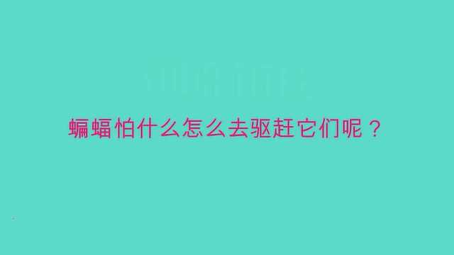 蝙蝠怕什么怎么去驱赶它们呢?