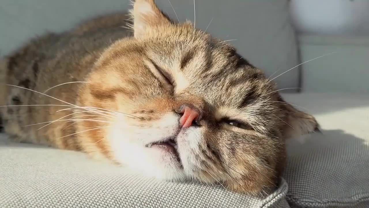 油管网红猫lulu的呆萌日常,啊哈哈哈实在是太可爱了!