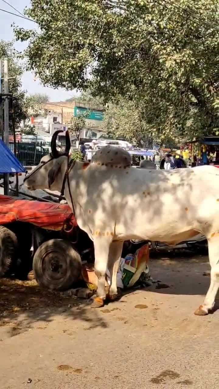 印度牛背上为啥有个包这是啥长见识了