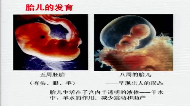 3.11七年级 生物 人的生殖