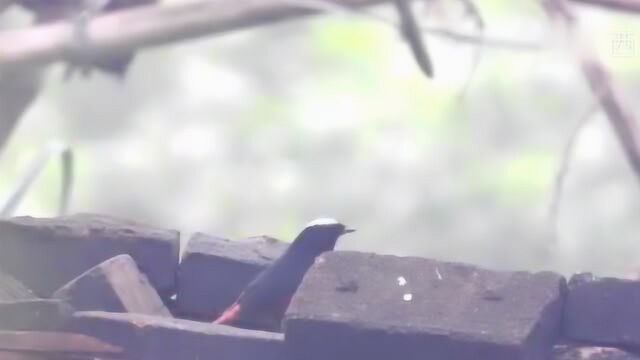 原生态野生鸟白顶溪鸲,红色的尾巴一点一点的,真漂亮