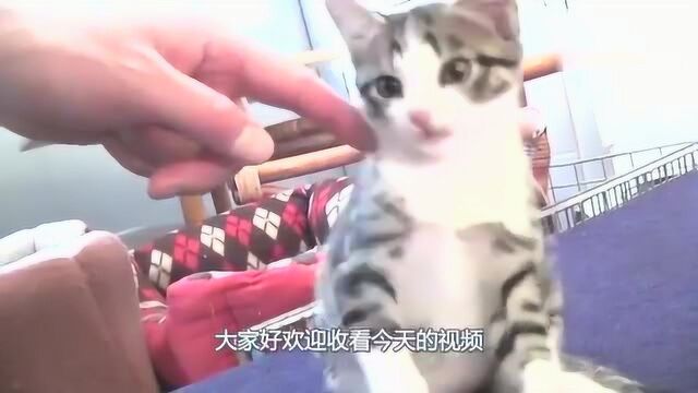 主人逗小奶咪玩,下一秒小奶猫冲主人撒娇卖萌,网友:这猫成精