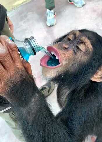 动物园里的大猩猩,这大嘴太厉害了,估计一整瓶都能灌下去