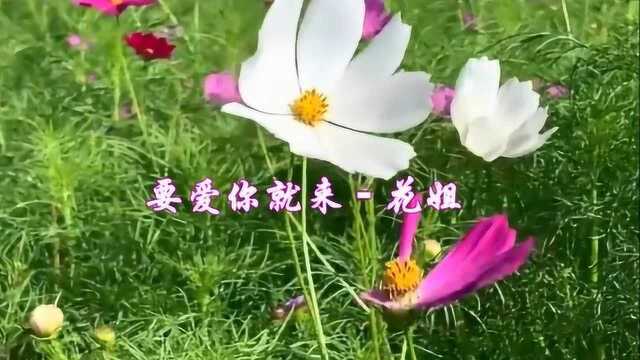 花姐一首好歌《要爱你就来》平淡如水,缓缓流淌净化心灵!