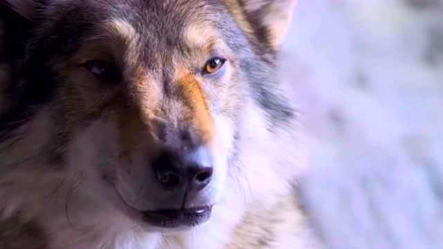 为你推荐自动连播01:50遇到熊孩子故意乱敲门怎么办?