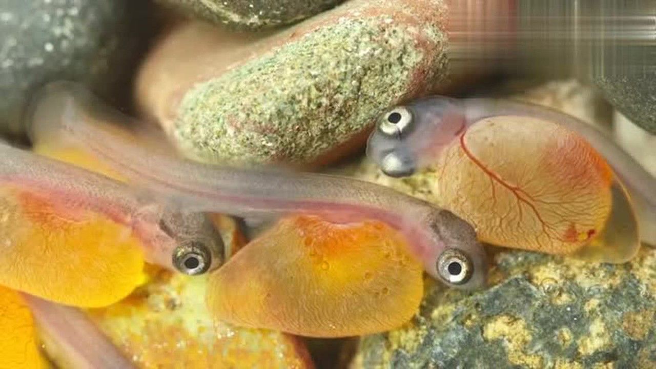 鱼卵孵化成小鱼过程图片