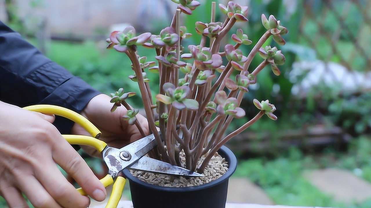 多肉植物怎么养视频(多肉植物怎么养视频讲解)