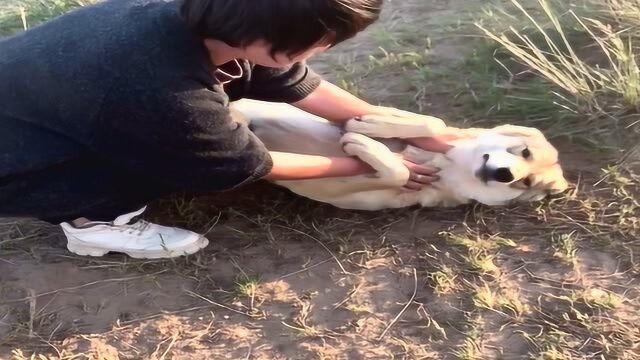 女孩给狼吃泡椒,狼见状想跑已经晚了,母老虎掰开狼嘴使劲往里放泡椒