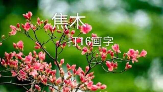 猜谜语:焦木,打16画字