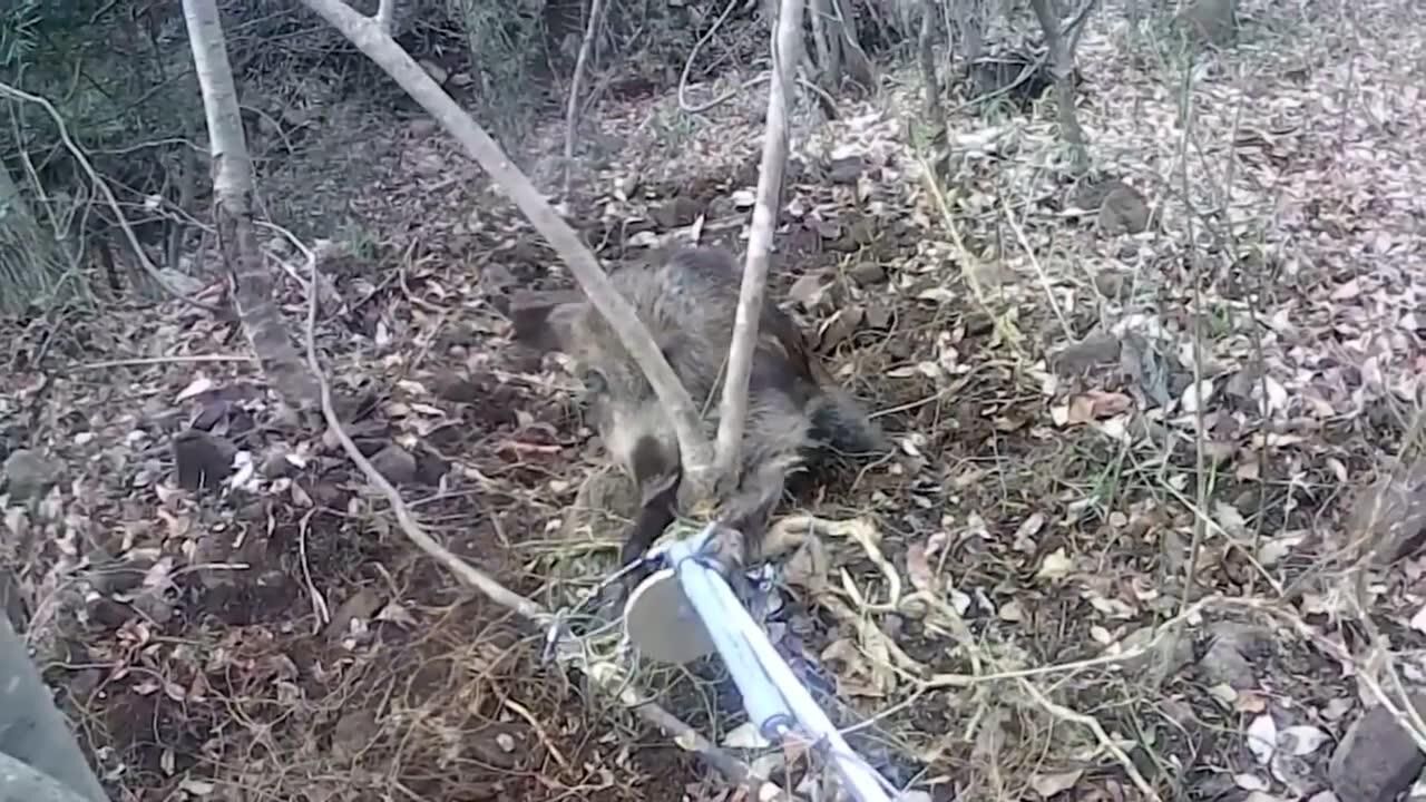 可怜的野猪,就这样被套住了!
