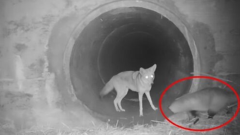 暖哭了！一只狼相约好伙伴獾一起去狩猎，夜视镜拍下童话般的一幕！