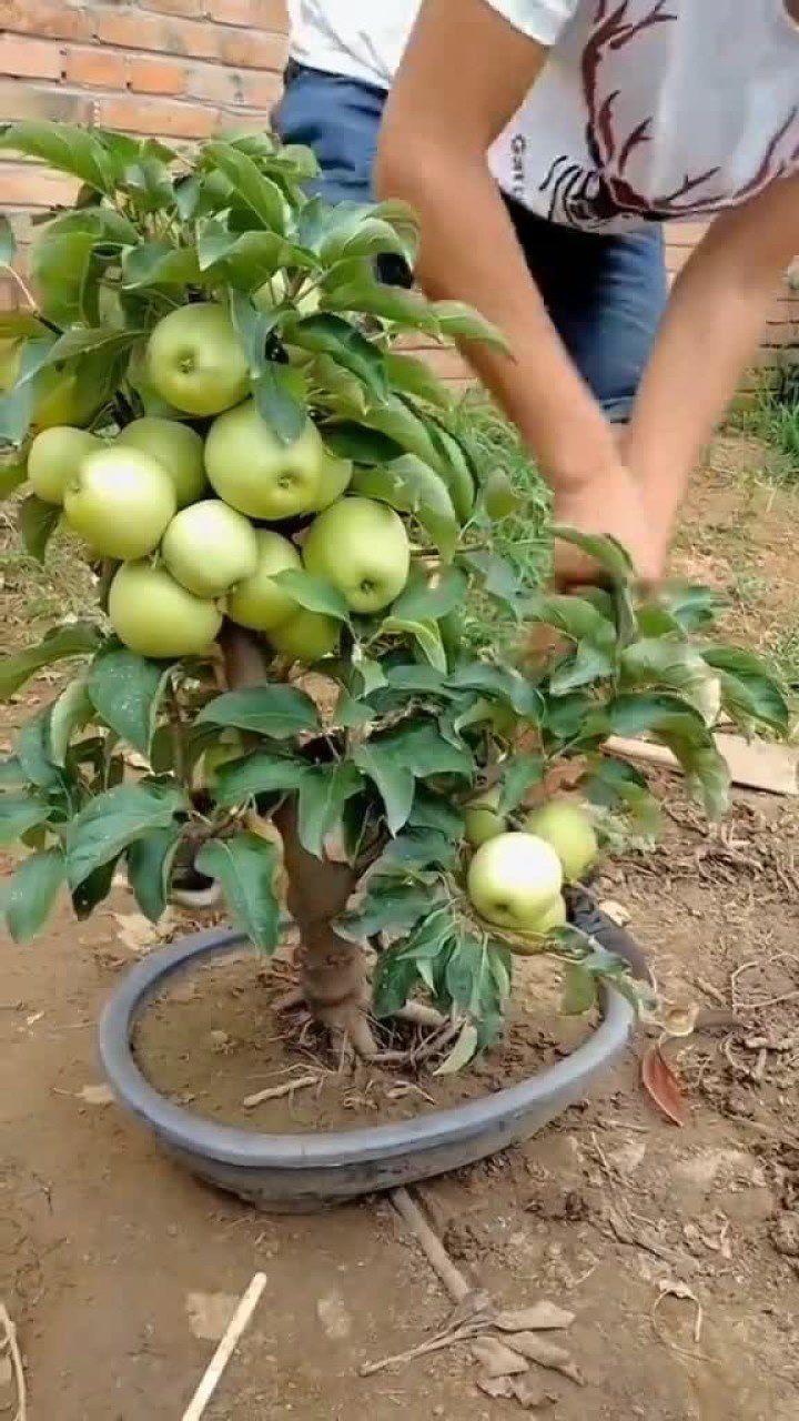 给苹果树上盆方法