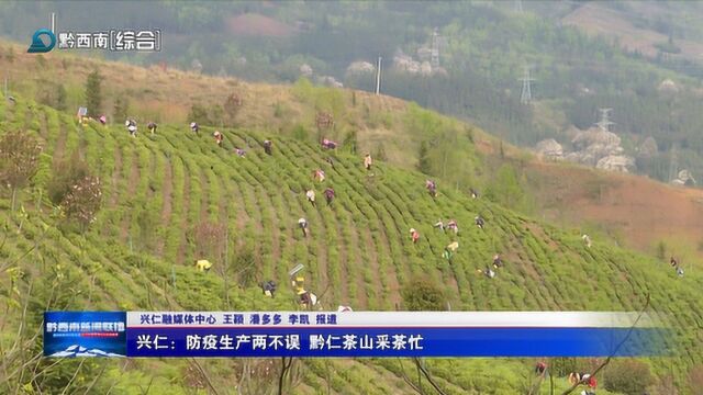 兴仁:防疫生产两不误 黔仁茶山采茶忙