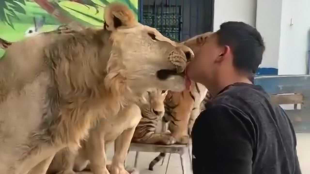 狮子的主人胆子太大了,嘴对嘴喂食物,佩服!