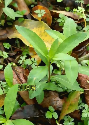 泥鳅草也叫红根草