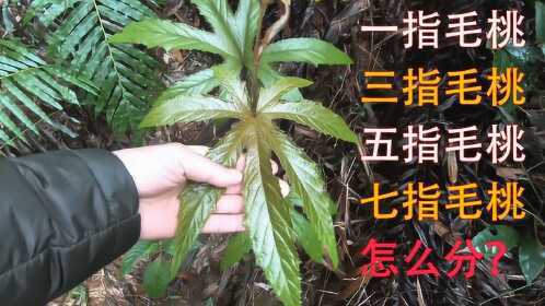 五指毛桃又叫广东人参但哪种好一指三指五指七指毛桃哪个正宗