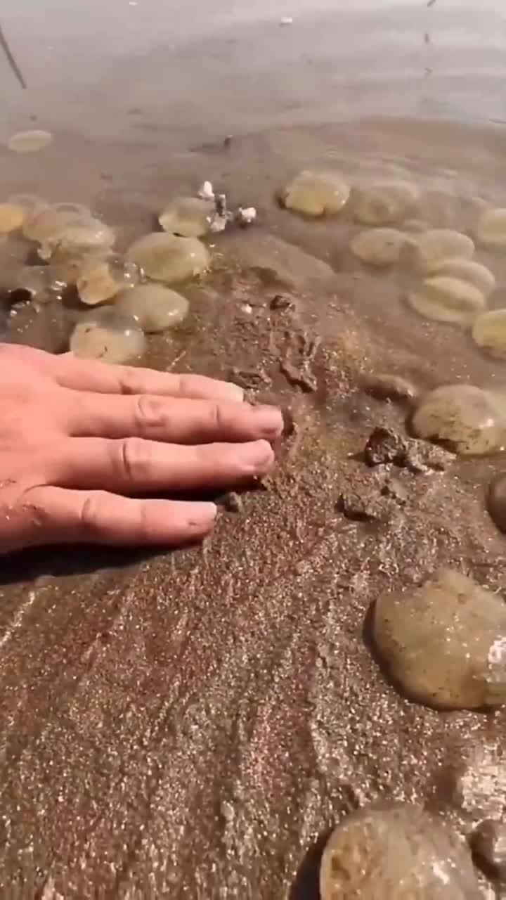 泥螺卵有见过的嘛