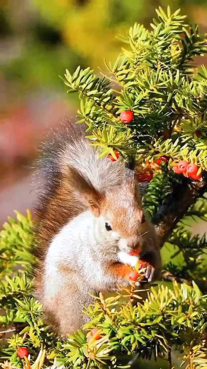野生松鼠在树上摘果子吃,看到这一段视频,心都恢复了平静