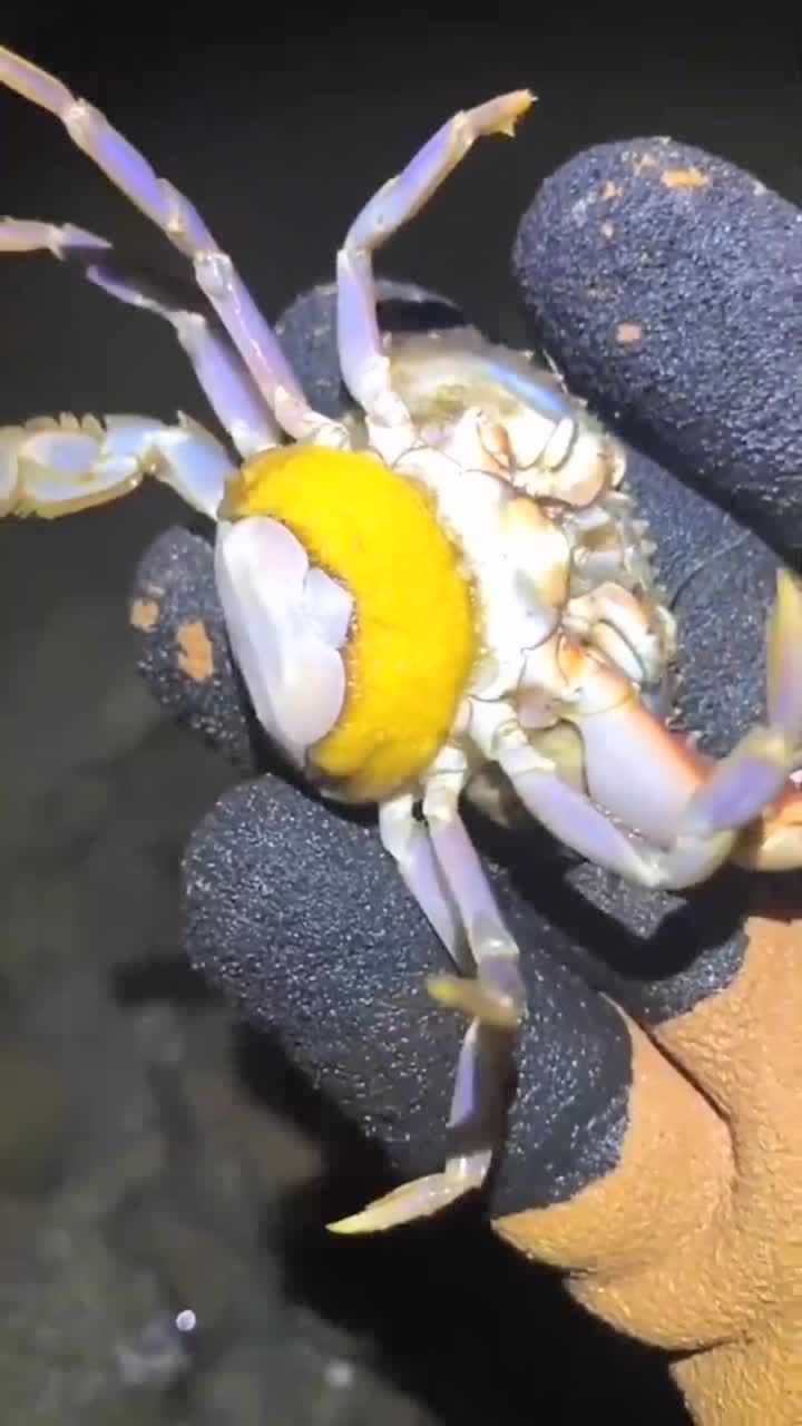 怀孕的螃蟹妈妈