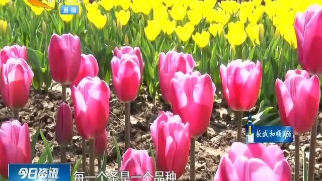 石家庄:植物园和你一起“郁”见春天