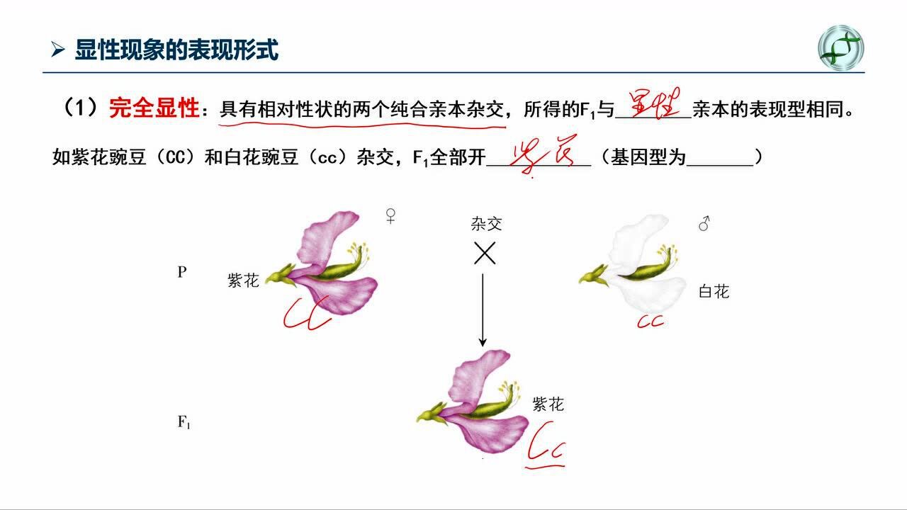 完全显性,不完全显性和共显性