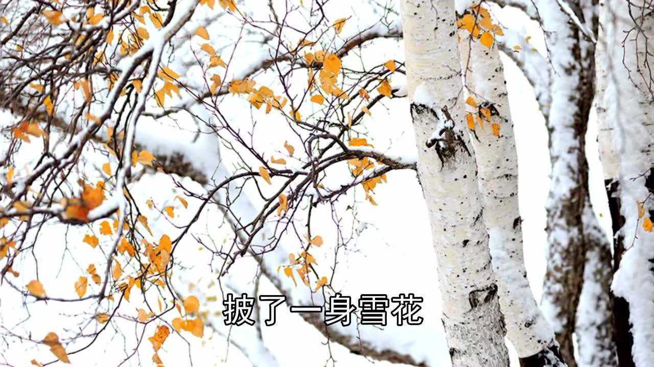 刘成军朗诵叶赛宁的《白桦》
