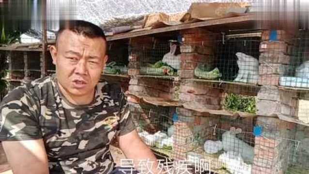 回馈粉丝,兔子拉稀和球虫病的治疗,纯干货分享