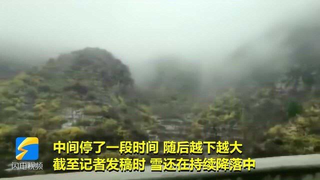 青州仰天山景区迎降雪 雪花落在红花、树木之上形成一幅天然画作