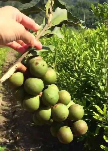 澳洲坚果也叫夏威夷果,挂果成串的是桂热1号品种,广西推广的主要品种