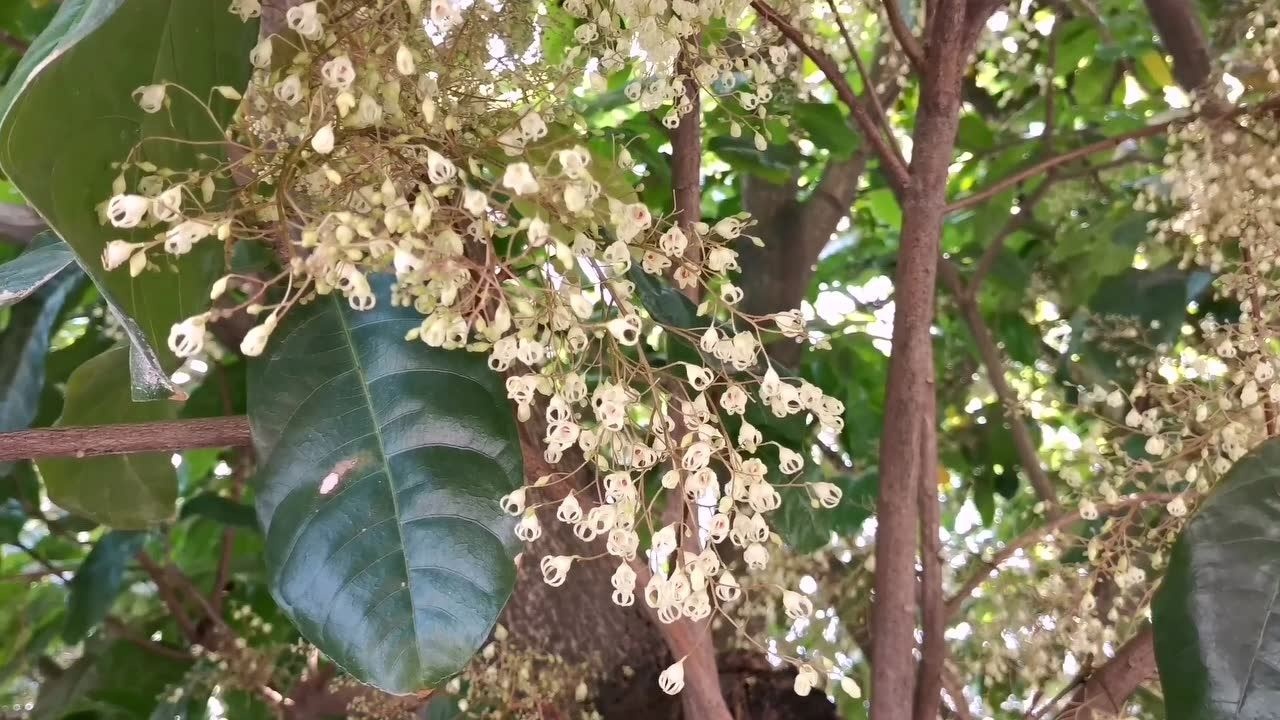潮州市中山路苹婆花