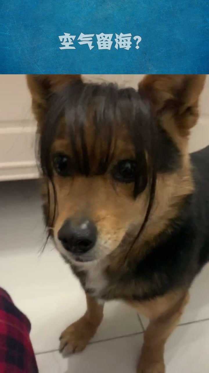 狗子的空气刘海真是太漂亮了