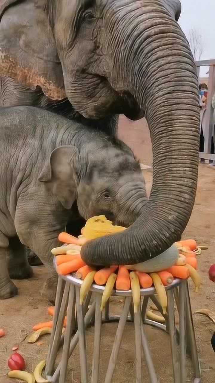 第一次见大象吃食物,太厉害了