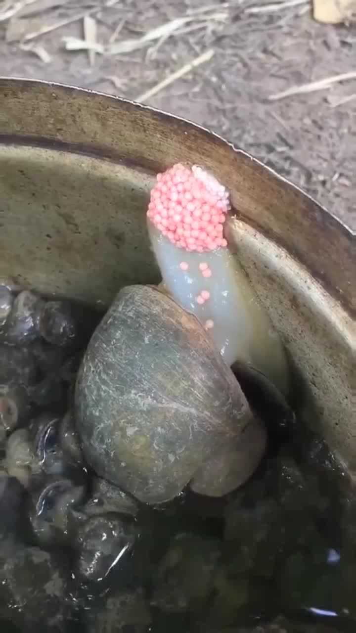 螺蛳产卵,卵是粉红色_腾讯视频