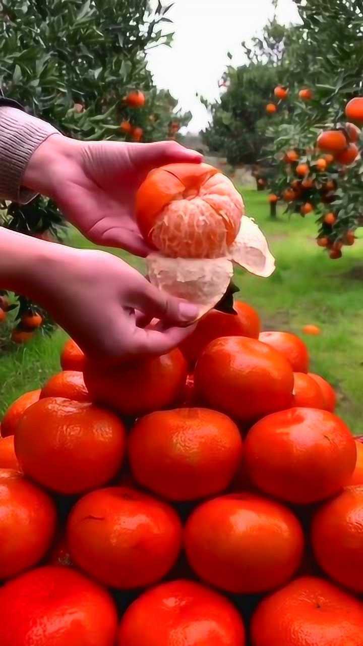 世界之大无奇不有竟然还有长得像番茄的橘子