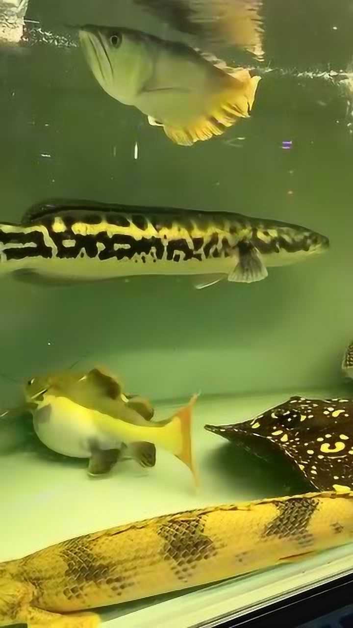 超大体型的铅笔鱼还发现一条怀孕的鱼儿这缸里真有看头