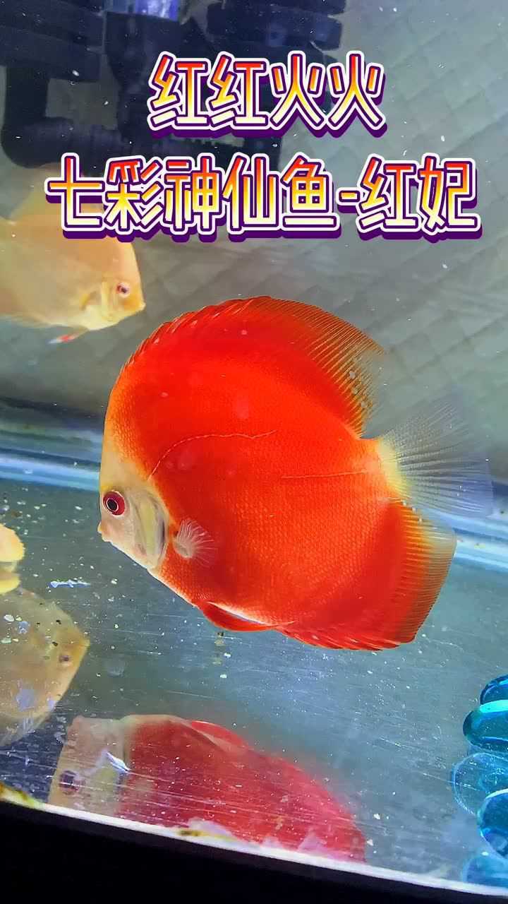 七彩神仙鱼红月图片