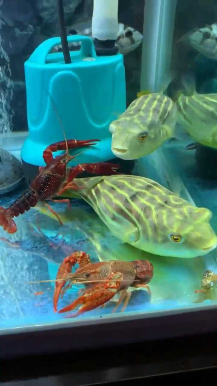 果然不能把小龙虾放到鱼缸里不然只有挨打的份
