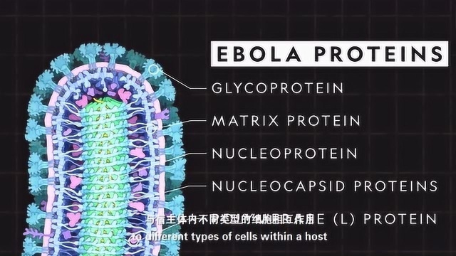 史上最强病毒“埃博拉”,比新冠肺炎可怕十倍!原来它是长这个样子的