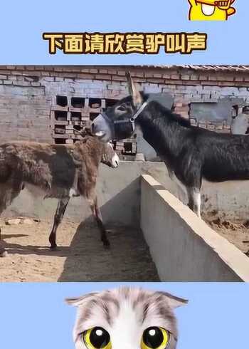 下面请欣赏驴叫声,简直太搞笑了