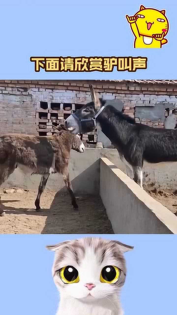 下面请欣赏驴叫声,简直太搞笑了