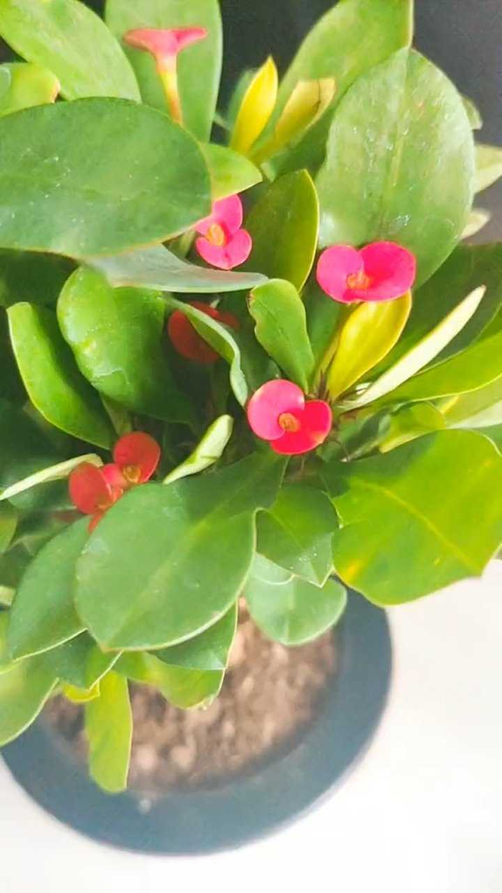 铁海棠又叫虎刺梅