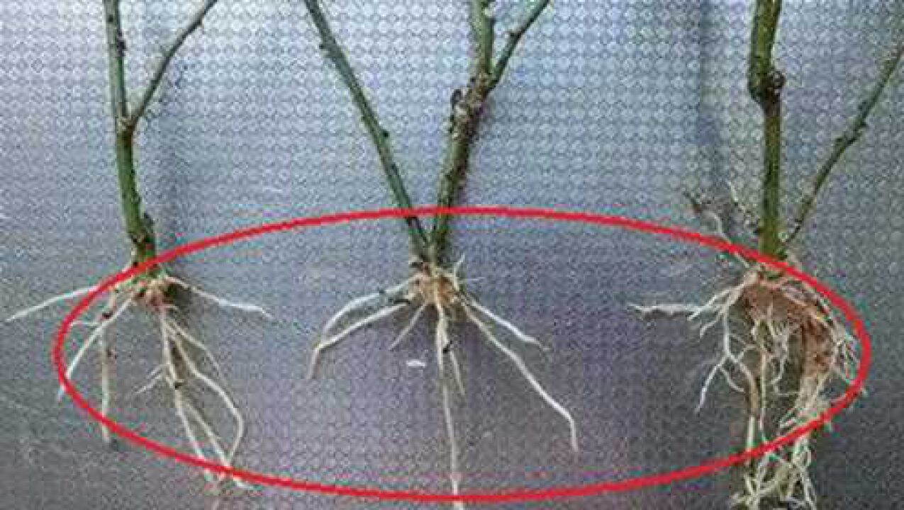 【HowTo】教你自制两款生根水，简单易学便宜实用，赶快动手试试_植物生根的过程很慢？别担心，自制植物“生根水”，植物三天扎根_高清1080P ...