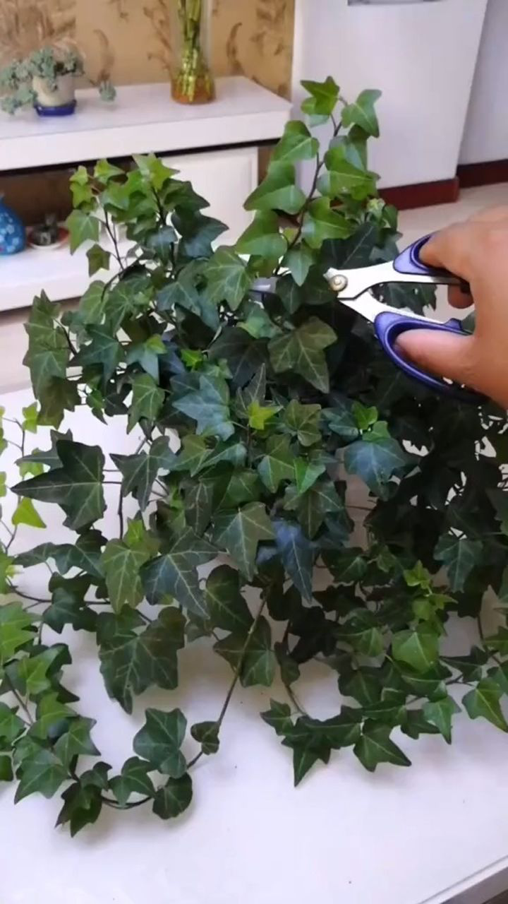 常春藤的简单扦插方法.