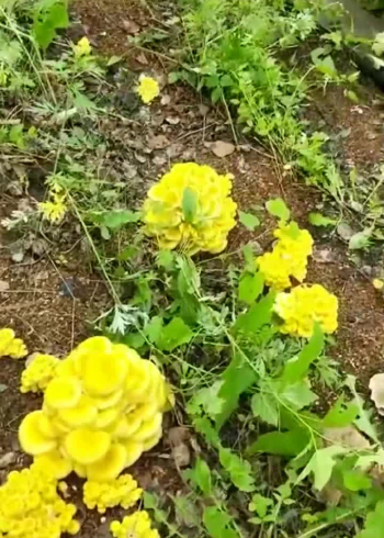 这才是真正的蛋黄蘑菇!看着亮黄的样子真想咬一口,你想不想
