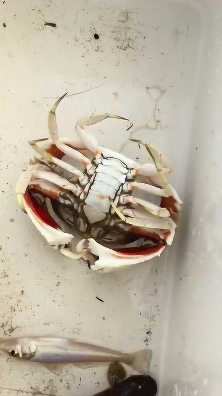 这是一只变异的螃蟹怎么看都不像样翻过来更是像乌龟了