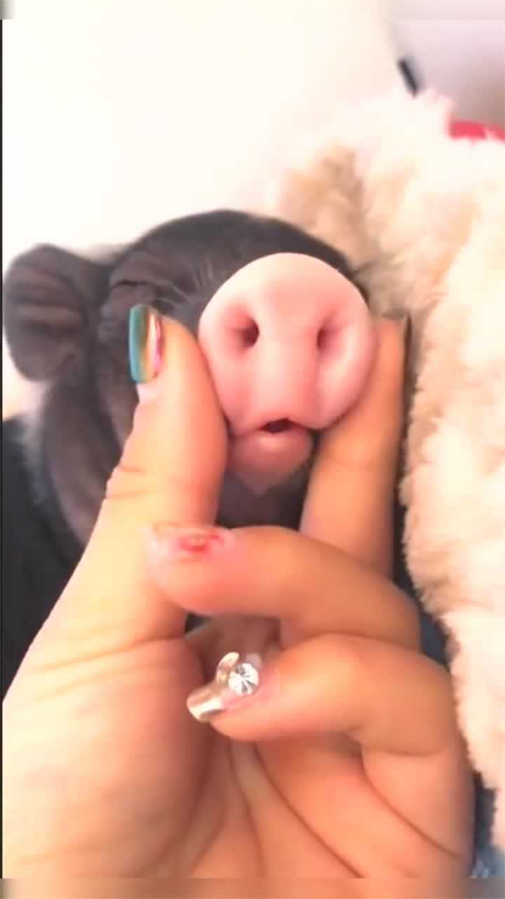 小乳猪睡觉,粉色的鼻子好看极了,萌翻了