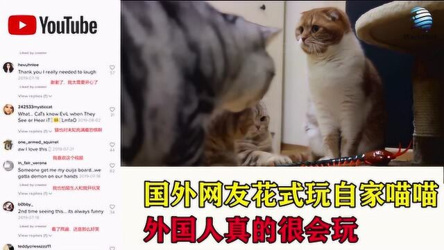 中国网友花式玩猫,外国网友乐坏了,纷纷模仿