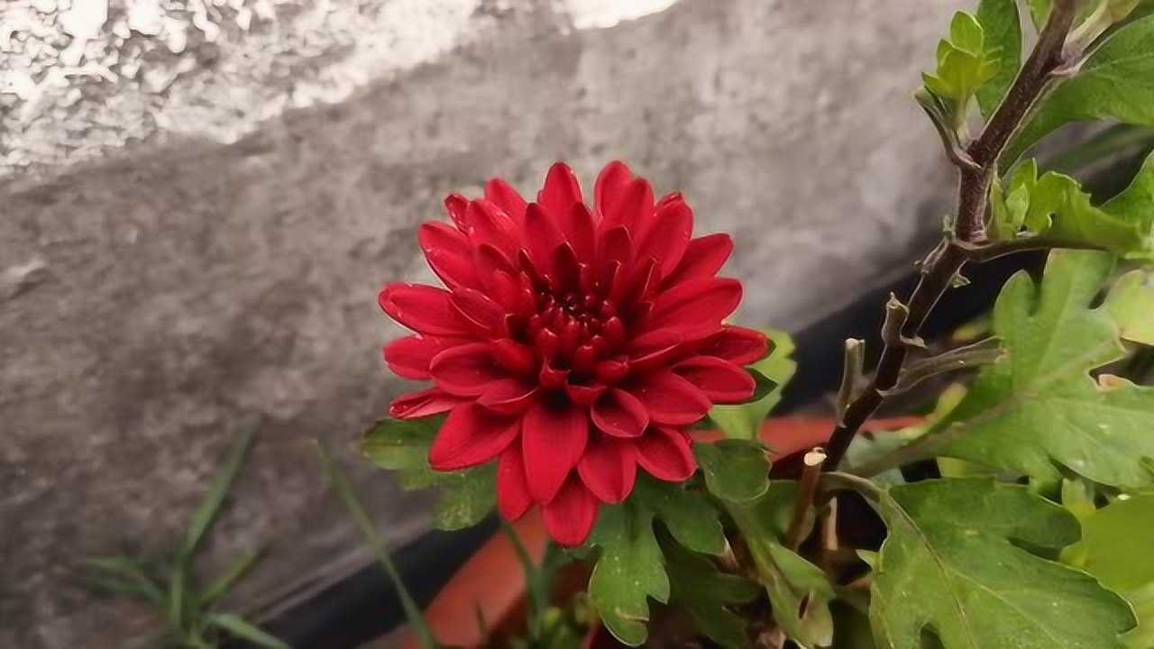 阁楼上的荷兰菊开放了一朵红色的菊花很美