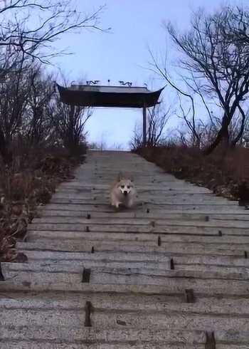 仿生学在汽车上,用的活灵活现汽车仿生弹射起步时